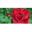 Beautiful rose on the desktop