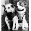 The first dogs astronauts Belka and Strelka