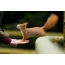 Red squirrel on hand