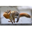 Squirrel with squirrel