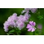Lilac blomster