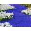Hvite og blå blomster