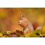 Autumn, red squirrel
