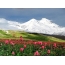 Snow-capped mountains, flowers
