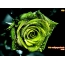 Green rose on the desktop