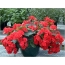 Flowerpot with red begonia