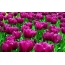 Нил ягаан өнгийн алтанзул цэцэг