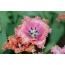 Савастай алтанзул цэцэг