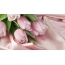 Ягаан өнгийн алтанзул цэцэг