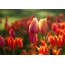 Tulips screensaver