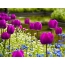 Violeta tulpes