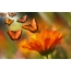 Orange flower and butterflies
