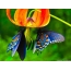 ສອງ butterflies ສຸດດອກເປັນ