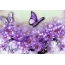 Beautiful picture on the desktop butterflies and flowers