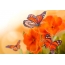 Butterflies, orange flowers