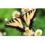 Butterfly on daisies