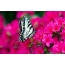 Maluwa a pinki, butterfly