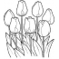 Buqetë me tulips
