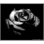 Black rose on the desktop