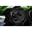 Black velvet rose