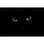 Sytë e një mace në një sfond të zi