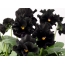 Lule të zeza