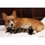 Welsh Corgi with puppies