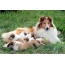 Collie with puppies
