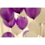 Purple və ağ balonları