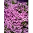 ડેસ્કટોપ પર Lilac