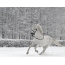 თეთრი ცხენი თოვლი