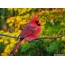 Red bird on the desktop