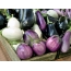 Eggplant of different varieties