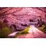 Park, cherry blossoms