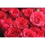 Roses on the desktop