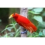 Црвена птица