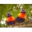 Lovebirds parrots