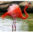 ውብ Flamingo