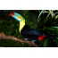 Bird with a multi-colored beak