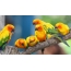 Bright parrots