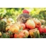 Autumn, hedgehog, apples