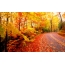 Autumn, forest, road