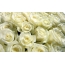 White roses full screen