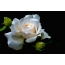 Սպիտակ վարդը