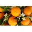 Tangerines, flowers