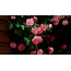 Roses full screen