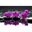 Orchids on black stones