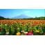 Field of colorful flowers