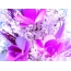 Beautiful picture of flowers on your desktop