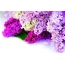 Lilac kwenye desktop
